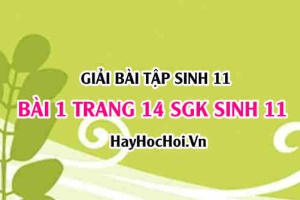 Giải bài 1 trang 14 SGK Sinh 11: Cấu tạo của mạch gỗ và mạch rây, thành phần dịch mạch gỗ và dịch mạch rây